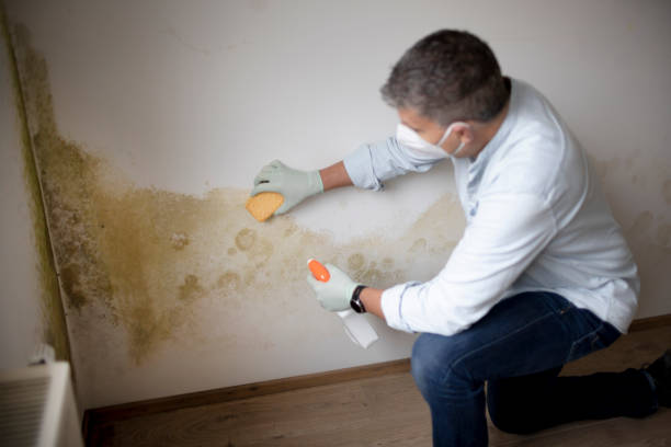  Elkridge, MD Mold Removal Pros